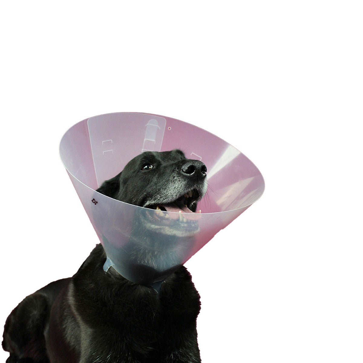 Schutzkragen Hund KVP Betsy (27-31 cm)